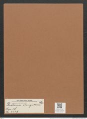 Diatoma elongatum Ag. (de-Toni-Nr.: Genus 58, Species 2539) Zeichnungen Sammlung Grunow Mappe 02713 (Herbarium_W_Grunow_drawings_Folder_02713)